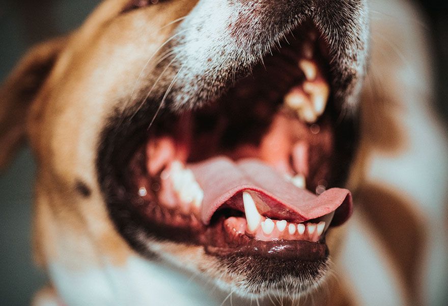 dogs teeth
