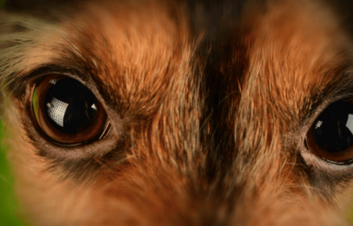 Dogs Can Get Cataracts Too! What You Need to Know