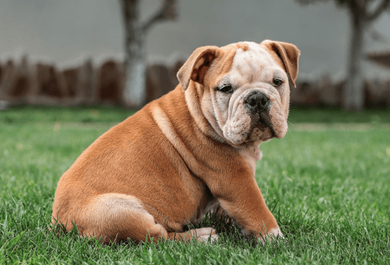Leaky Gut Syndrom in Pets- Symptoms and Treatment