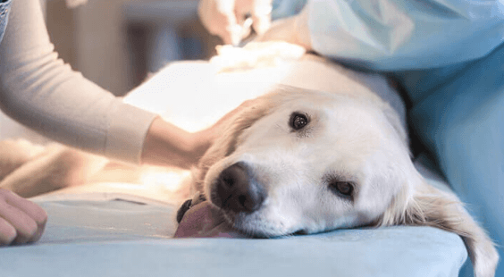 Signs Your Pet Needs Urgent Care