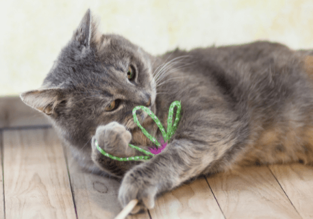 The Basics of Feline Leukemia Virus
