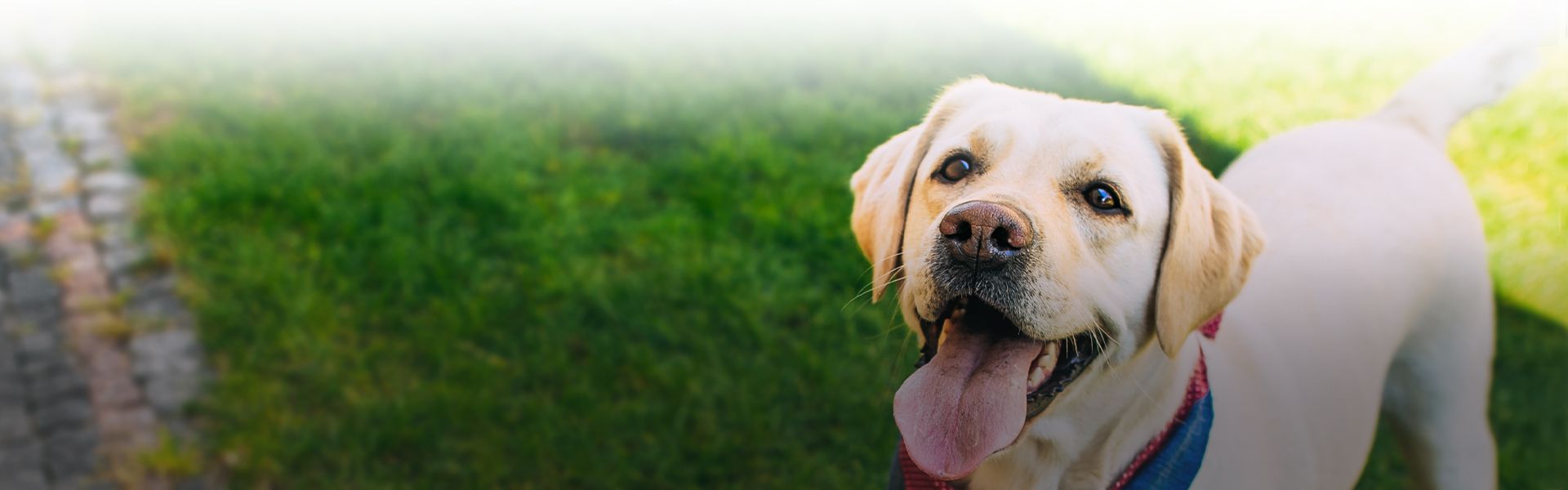 happy labrador dog with tongue sticking out standing on grass with blurred background at veterinary care unlimited