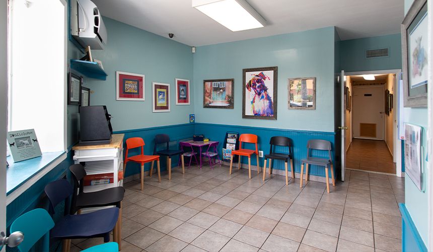 veterinary care unlimited waiting room
