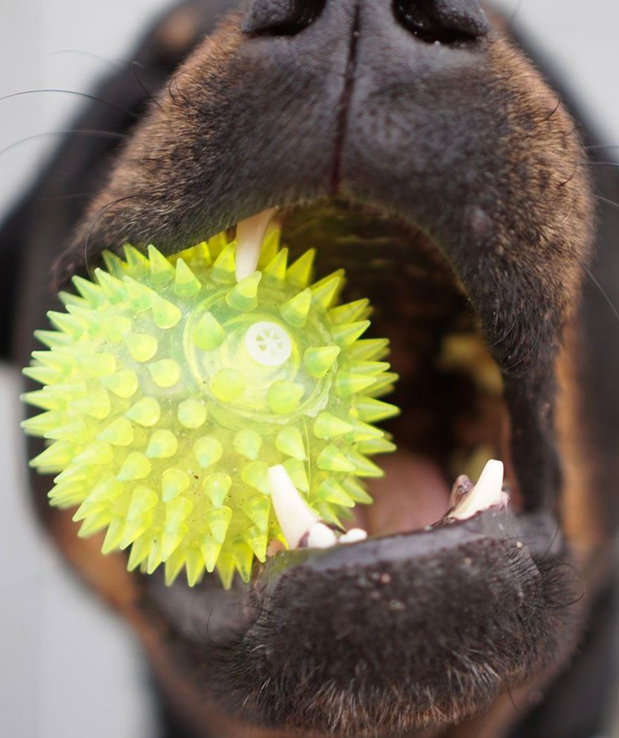 dog holding green ball with his mouth