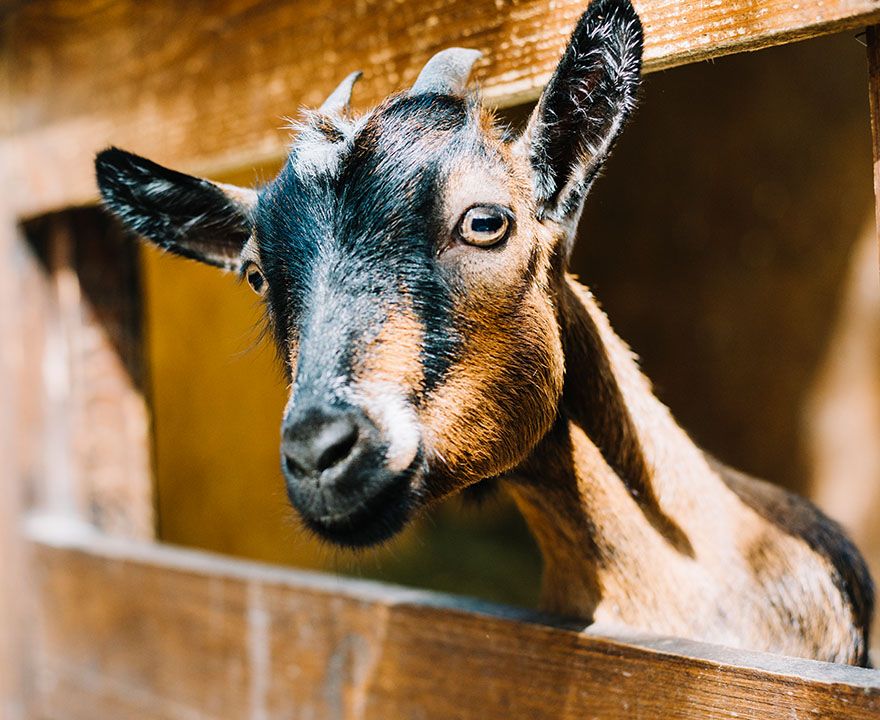 black and brown goat poking his head over a wooden fence at veterinary care unlimited