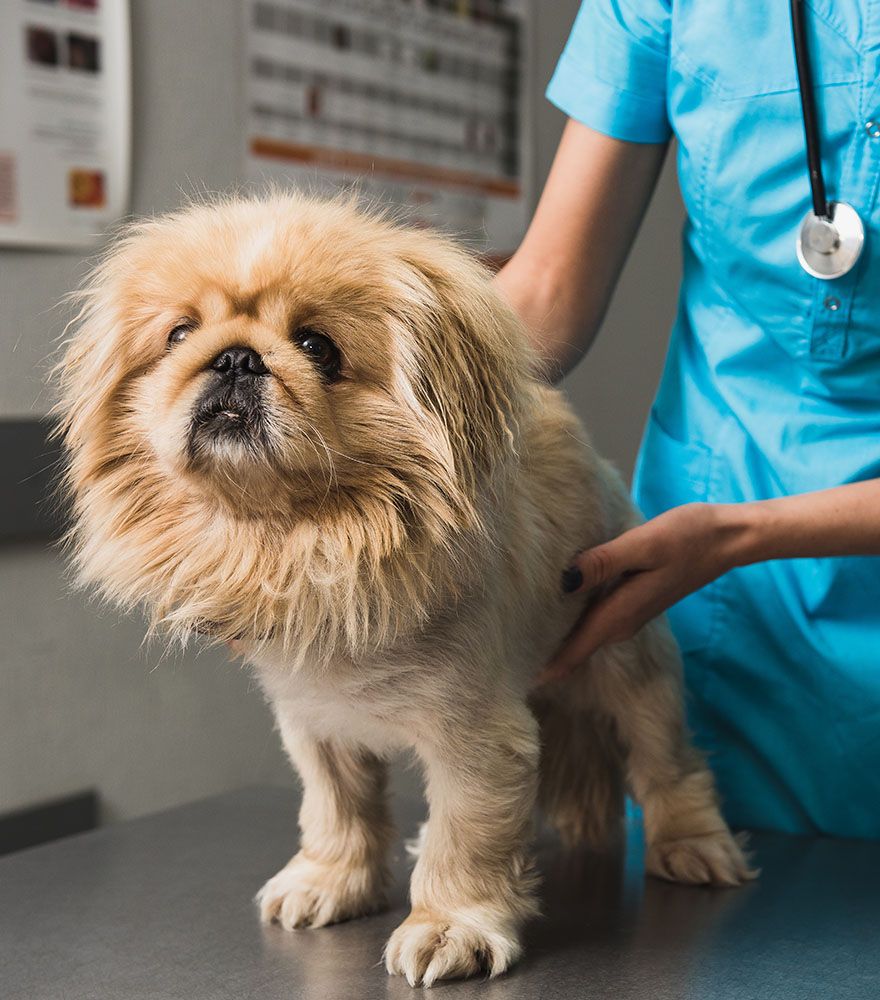 veterinarian wearing blue coat checking furry dog on table at veterinary care unlimited