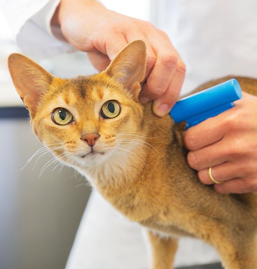 veterinarian wearing white coat inserting a microchip into orange short hair cat at veterinary care unlimited