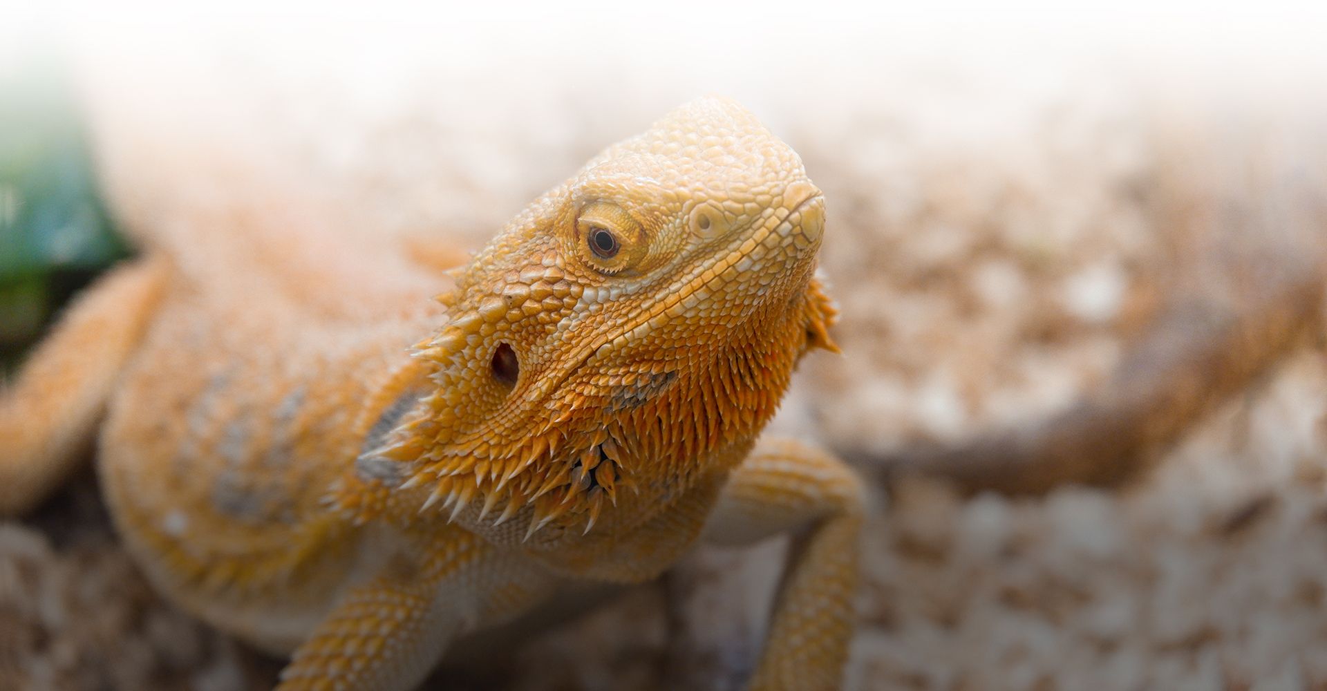 yellow bearded dragon pogona vitticeps lizard looking at the camera close up at veterinary care unlimited